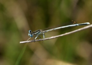 Male White-legged Damselfly