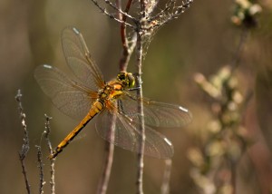 Immature Ruddy Darter