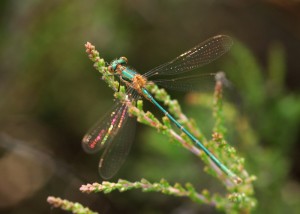 Female Emerald Damselfly