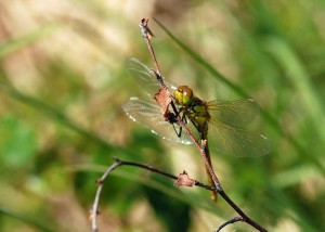 Freshly-emerged Ruddy Darter