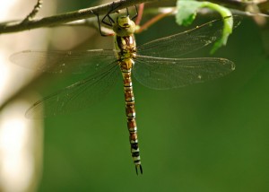 Immature Male Southern Hawker