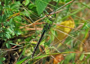 Female Emperor