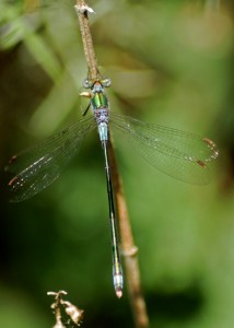 Male Emerald Damselfly