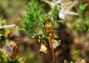 Immature Ruddy Darter