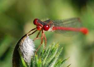 Male Small Red Damselfly