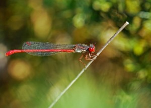 Male Small Red Damselfly