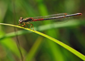 Female Small Red Damselfly