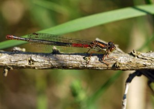 Female Small Red Damselfly