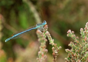 Male White-legged Damselfly