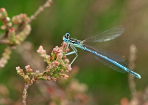 Male White-legged Damselfly