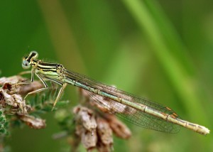 Female White-legged Damselfly