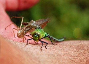 Freshly-emerged Female Emperor