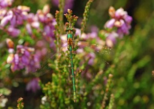 Female Emerald Damselfly