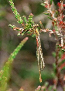 Female Small Red Damselfly