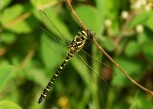 Golden-ringed Dragonfly