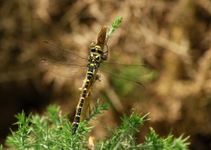 Golden-ringed Dragonfly