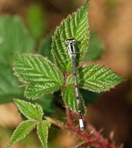 Immature Common Blue Damselfly