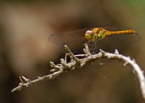 Immature Common Darter