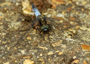 Male Black-tailed Skimmer