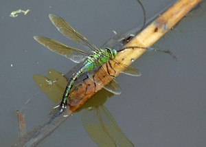 Ovipositing Female Emperor