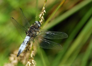 Male Black-tailed Skimmer