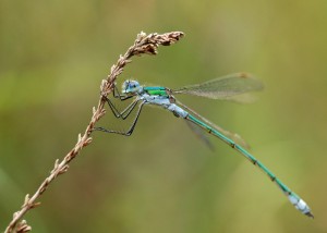 Male Emerald Damselfly