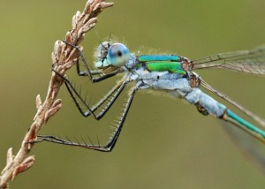 Male Emerald Damselfly Close Crop