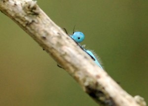 Male Common Blue Damselfly