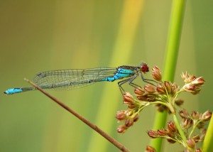 Small Red-eyed Damselfly