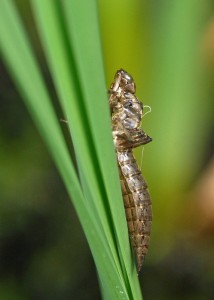 Southern Hawker Exuviae