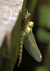 Freshly-emerged Southern Hawker