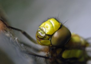 Freshly-emerged Southern Hawker