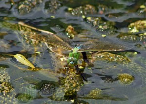 Ovipositing Female Emperor