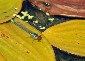 Small Red-eyed Damselfly