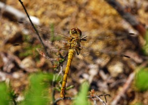 Immature Common Darter