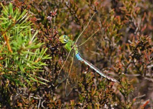 Male Emperor