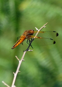 Female Scarce Chaser