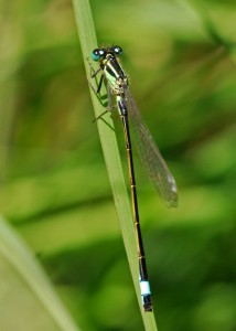 Blue-tailed Damselfly