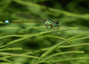 Blue-tailed Damselfly