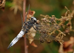 Male Scarce Chaser