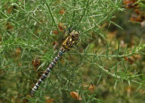 Young Male Southern Hawker