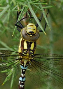 Young Male Southern Hawker