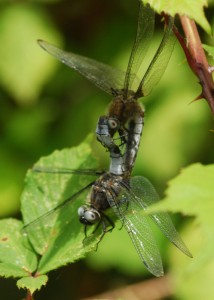 Scarce Chasers