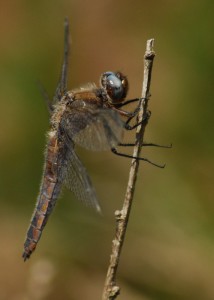 Immature Male Scarce Chaser