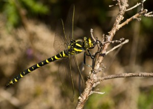 Golden-ringed