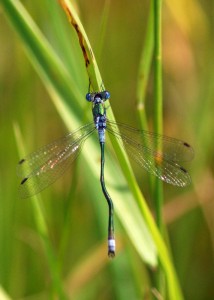 Malformed Emerald Damselfly