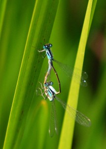 Mating Pair of Blue-tailed Damselflies