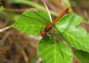 Immature Male Ruddy Darter