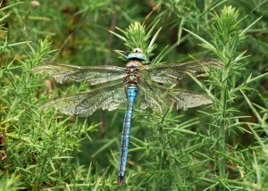 Male Emperor