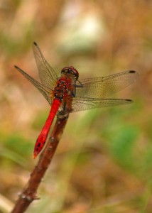 Mature Male Ruddy Darter